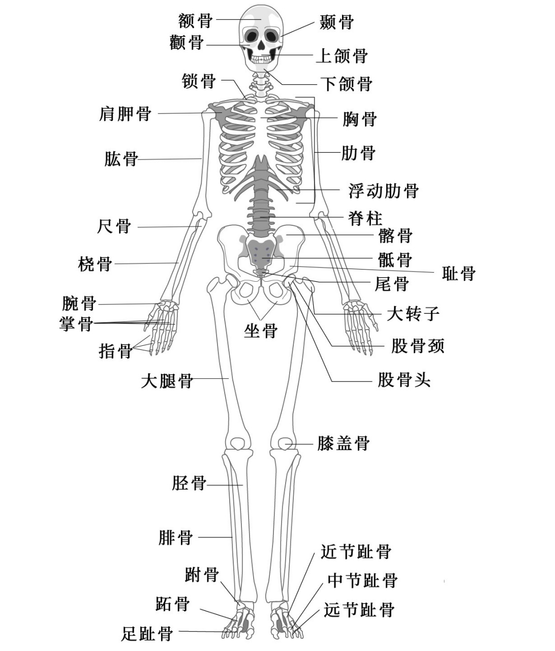 人体腰部骨骼结构图图片