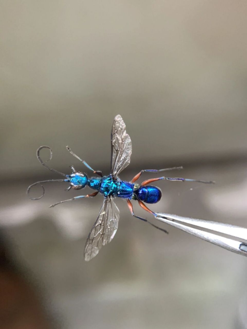 自然界的金属蓝色——蓝泥蜂 属于节肢动物门,昆虫纲的一种昆虫.