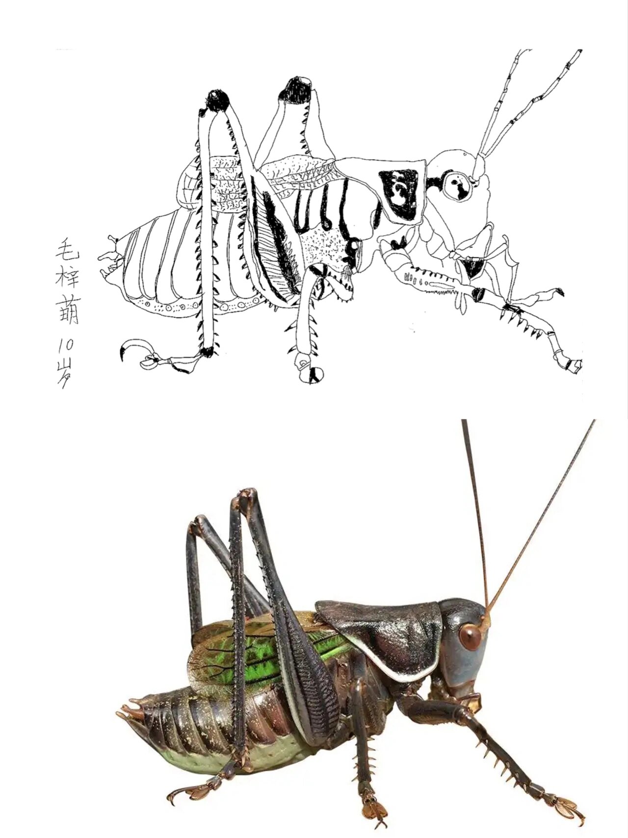 线描—— 蝈蝈写生