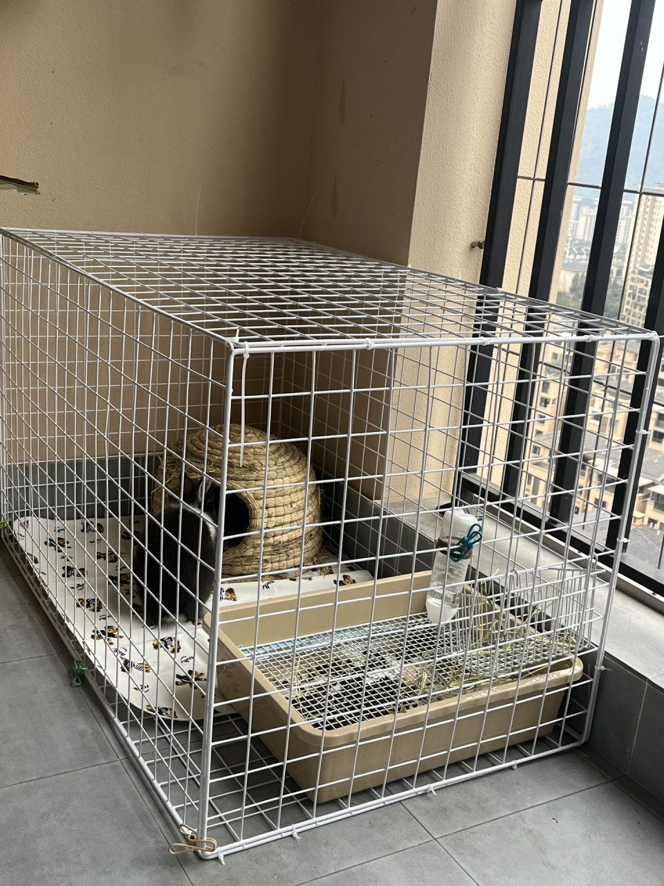 自制兔笼 菠萝蜜的新房子到啰