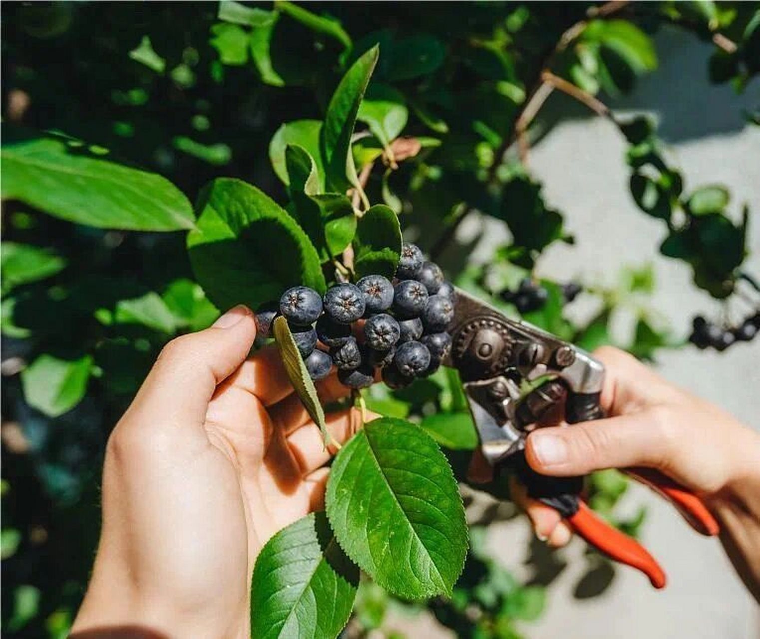 黑果花楸:保肝 帮助排毒 研究发现,黑果花楸中的营养物质可以通过提高