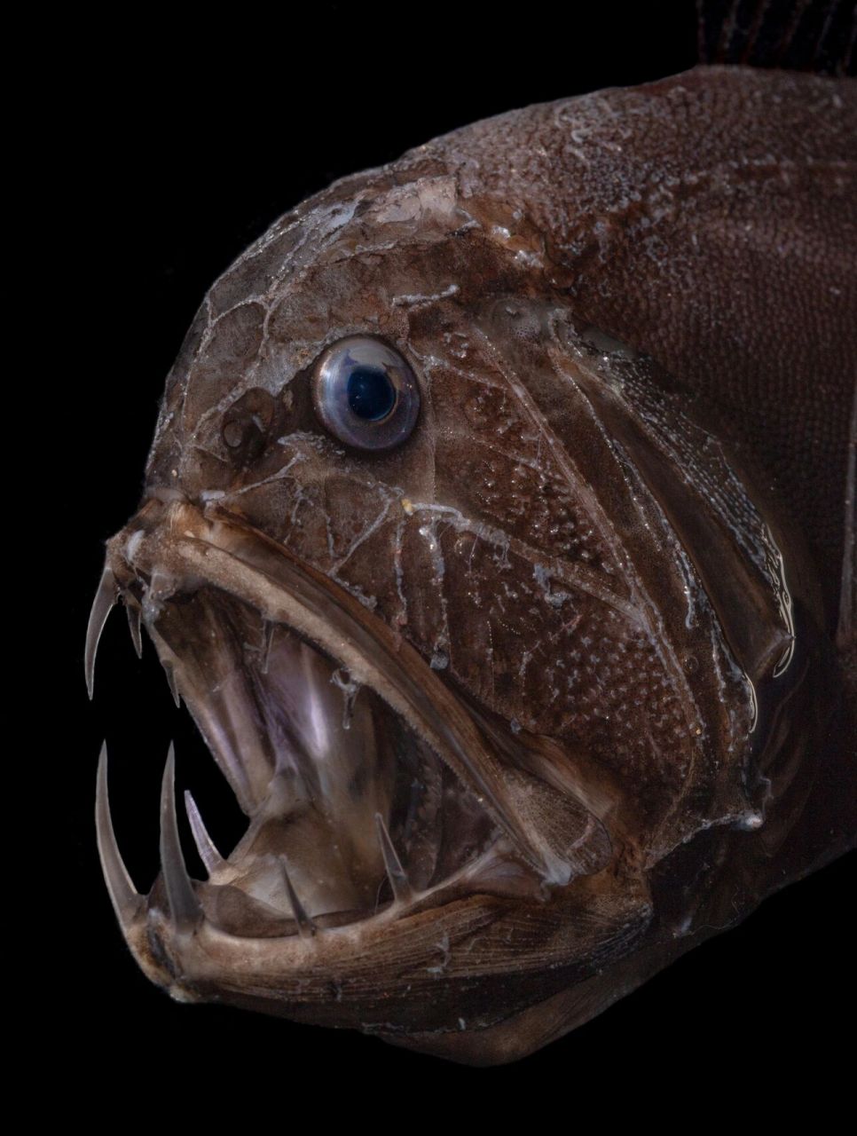 狼牙鲷 | 牙齿大到无法合嘴的深海小鱼 98 fantasea·奇妙海洋 	 08