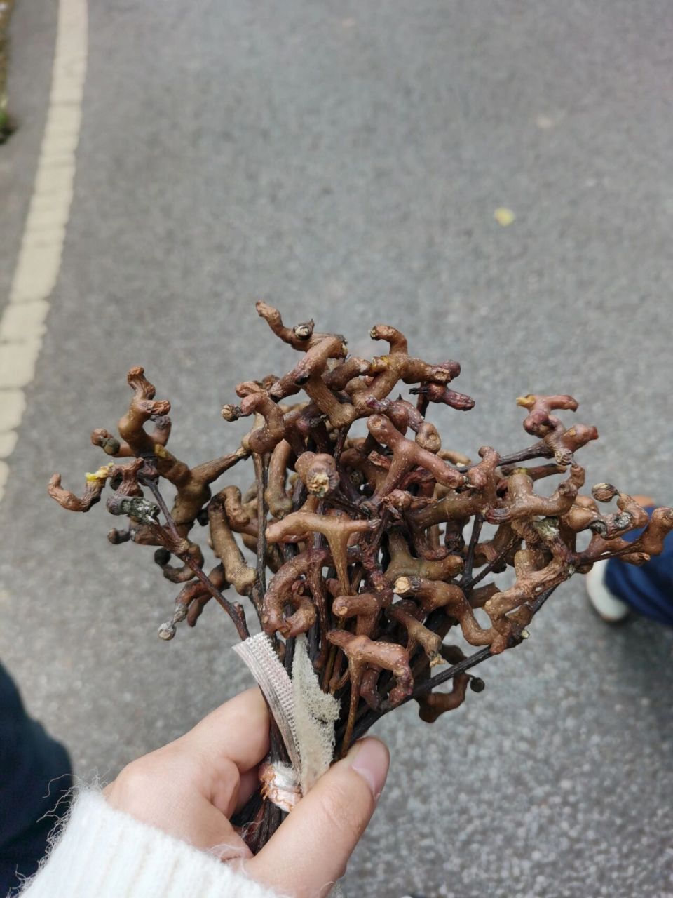 拐枣采摘 拐枣也称鸡爪梨是一种造型独特的野生水果,这种植物的利用