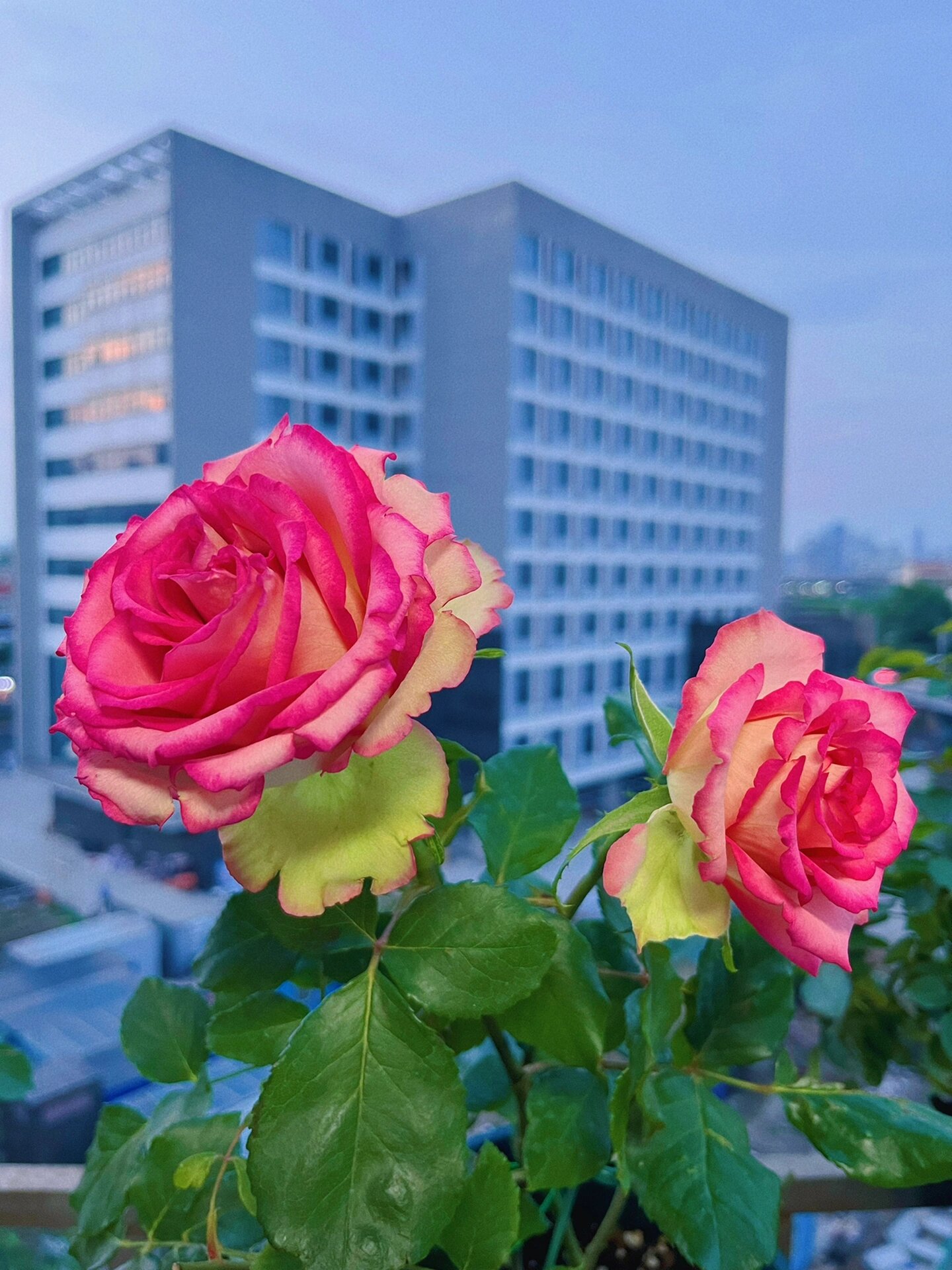 梦露月季 月季梦露,颜值太赞,单朵花期长,耐晒,抗病性也不错