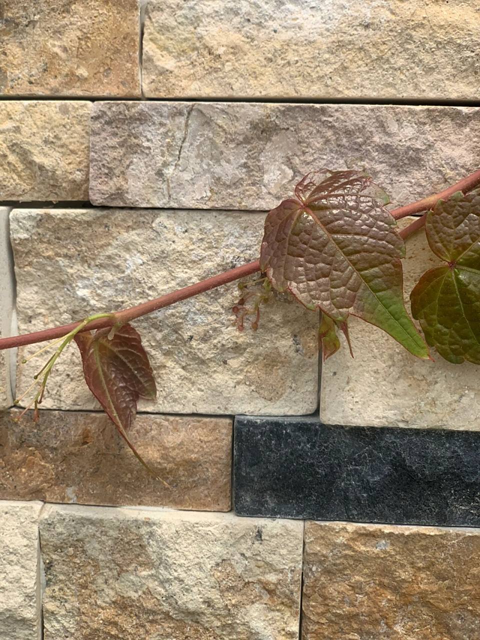 爬山虎真的有脚脚可以爬呀  春天在小区看到的景象,太神奇了!