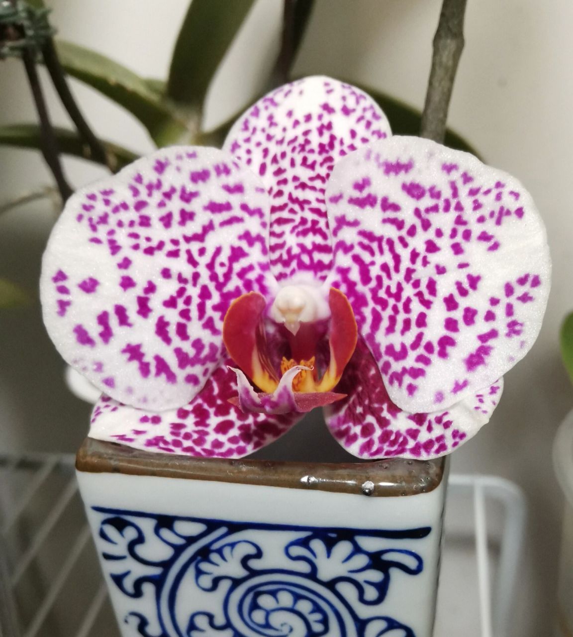 黑杰克蝴蝶兰 黑杰克蝴蝶兰是蜡质花.花朵直径7.