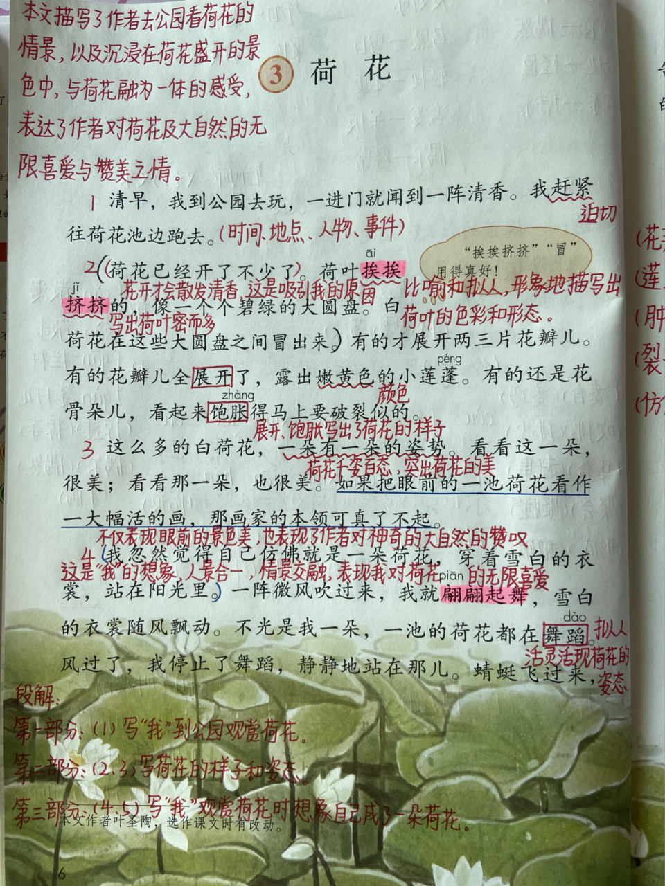 荷花课文讲解图片