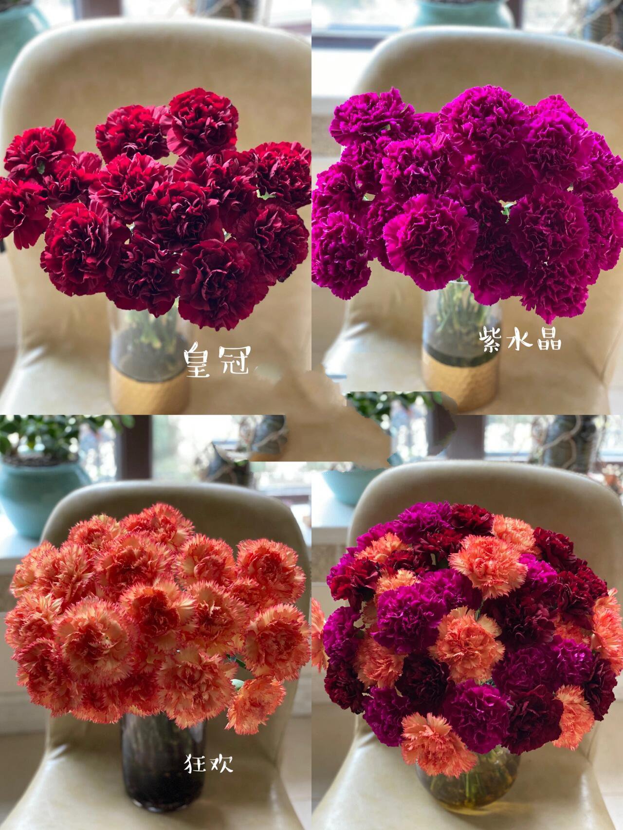 康乃馨:皇冠 紫水晶 狂欢