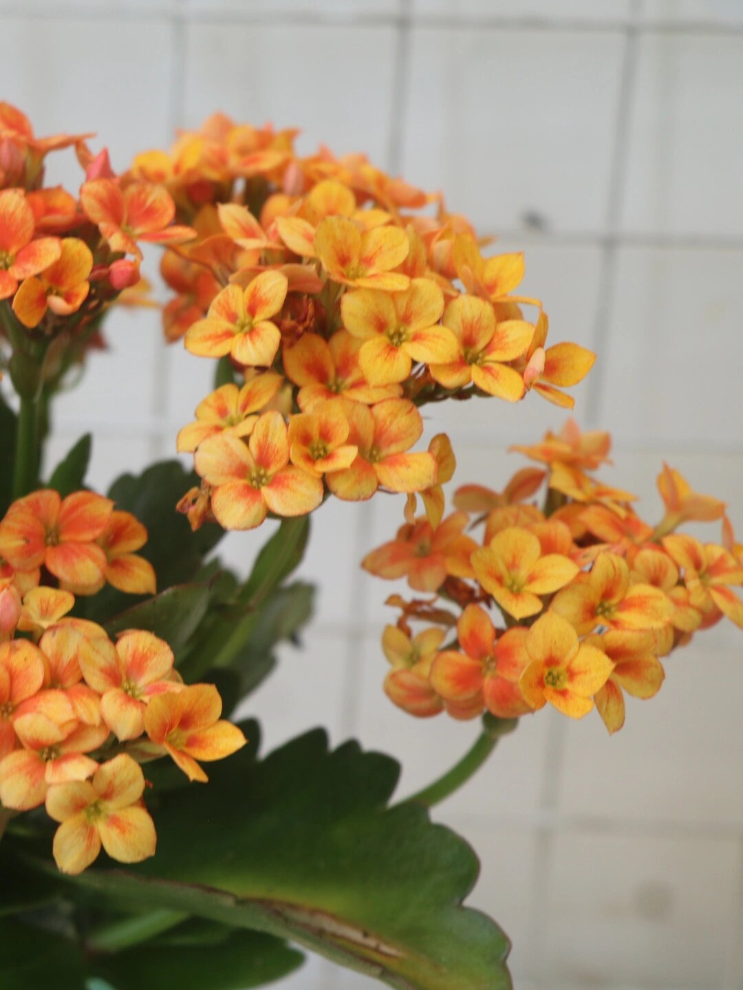 金色海岸长寿花也叫流光溢彩和黄水晶