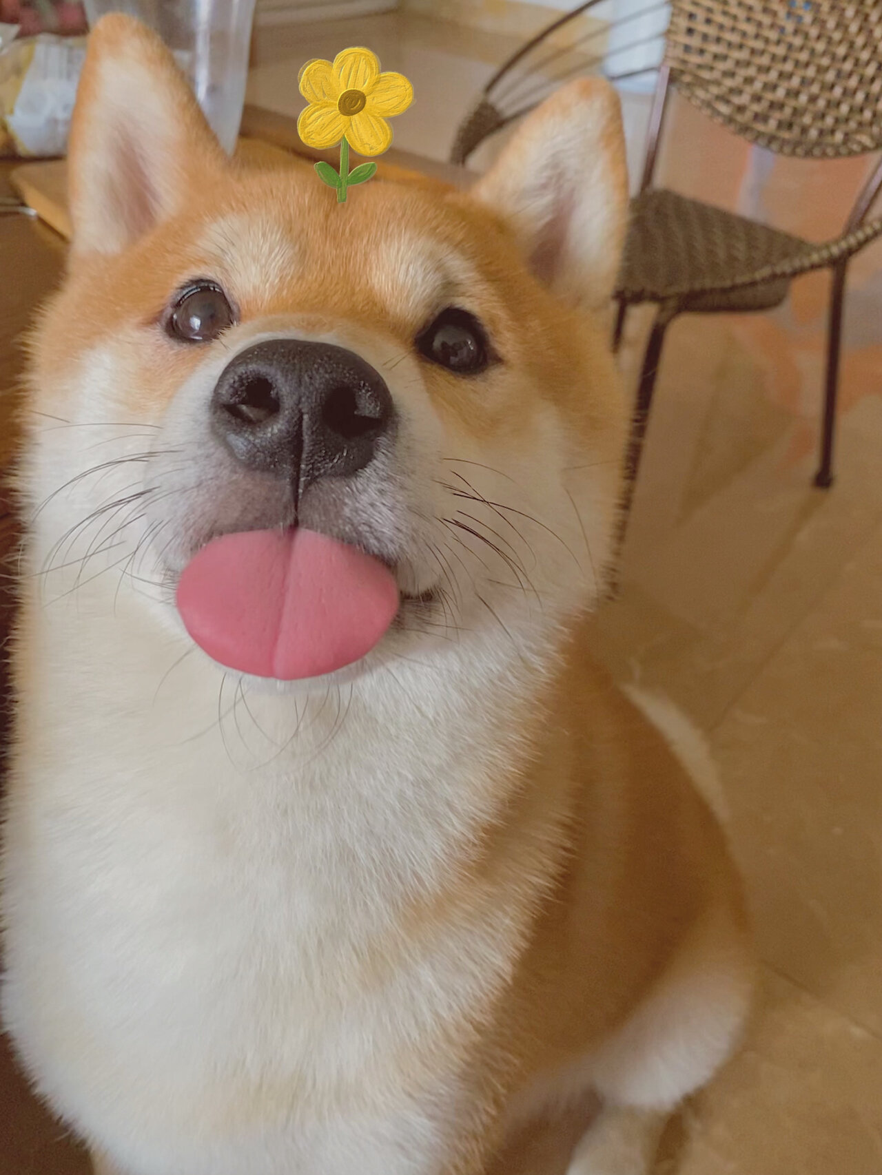 养只柴柴你很难没有表情包99柴犬头像
