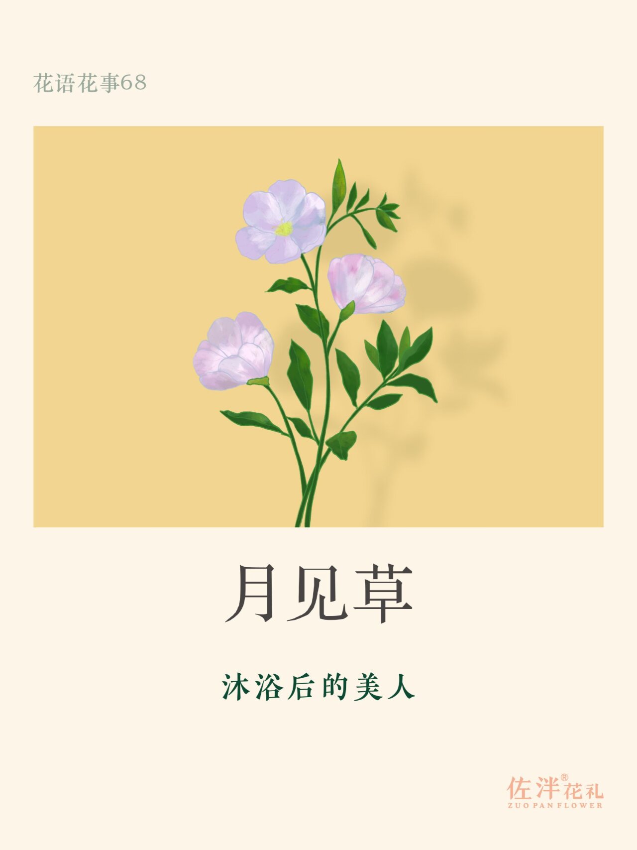 花语花事68-月见草