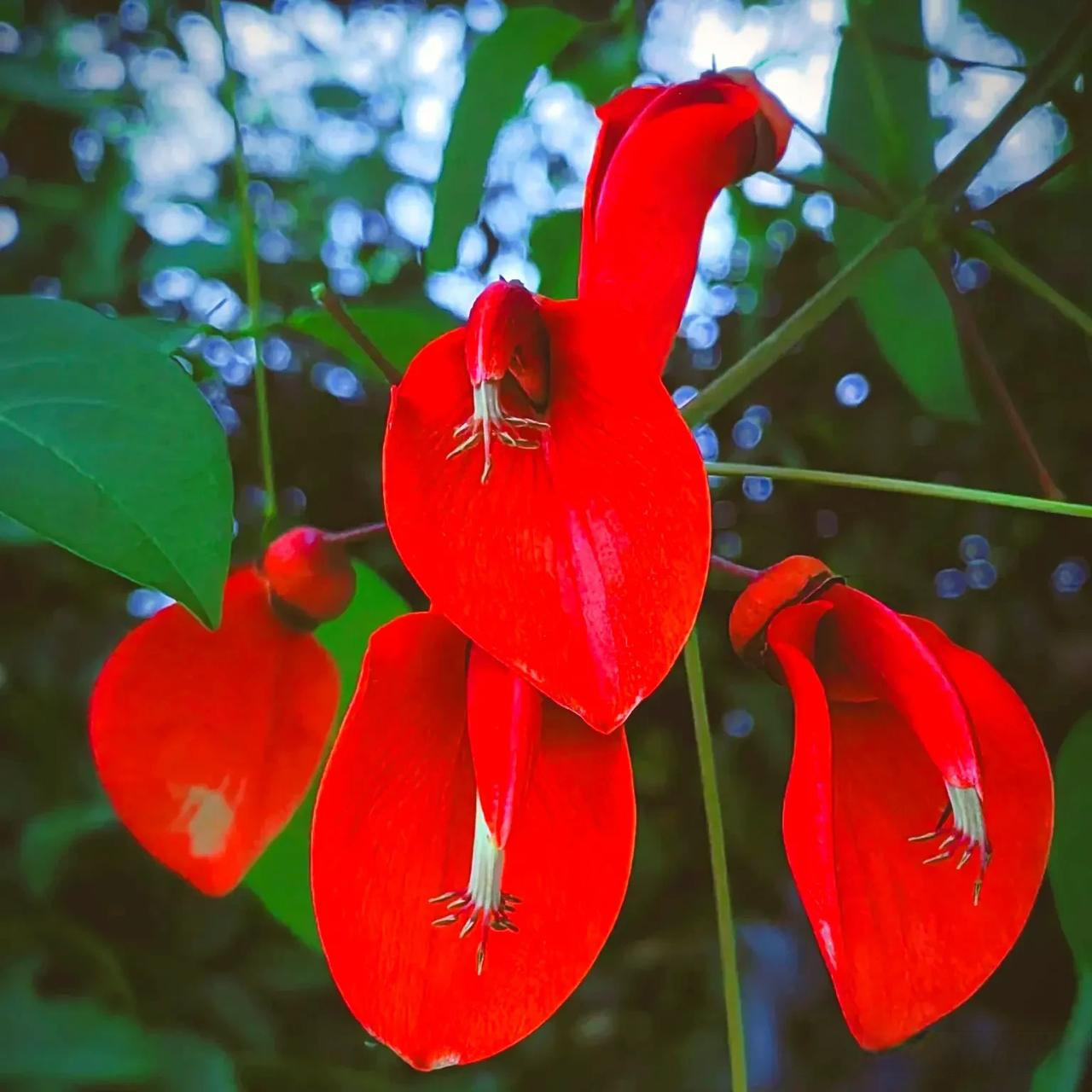 常见旋花科植物图片