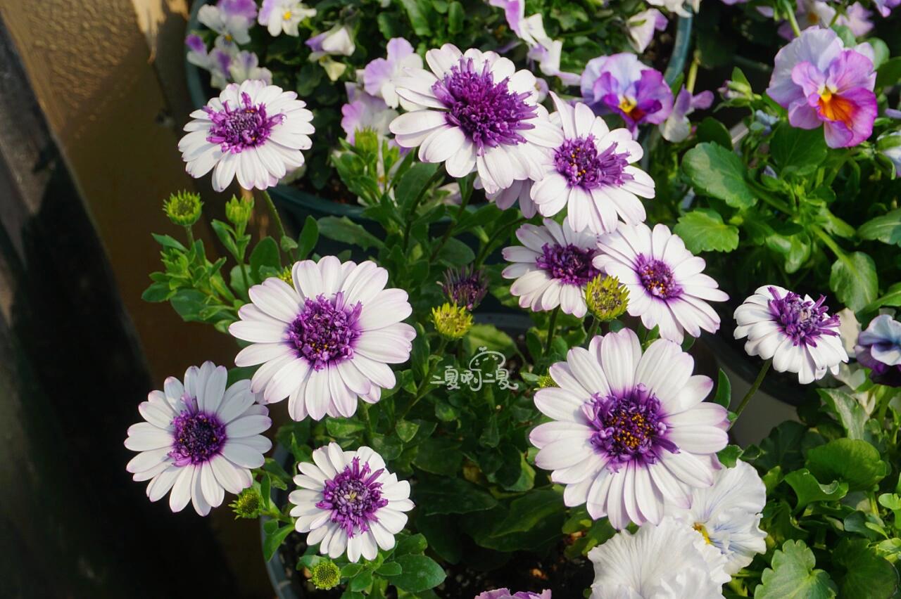 重瓣蓝目菊"蓝莓冰摇" 浅浅的紫色真的太好看啦!