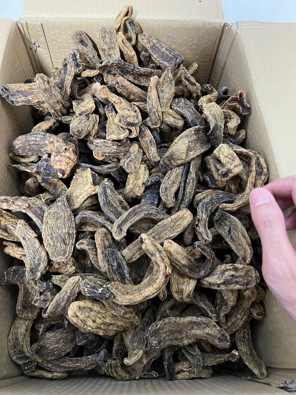 野生天麻 长白山野生天麻,长相不好,质量甚好 祛风除湿,通络止痛,补益