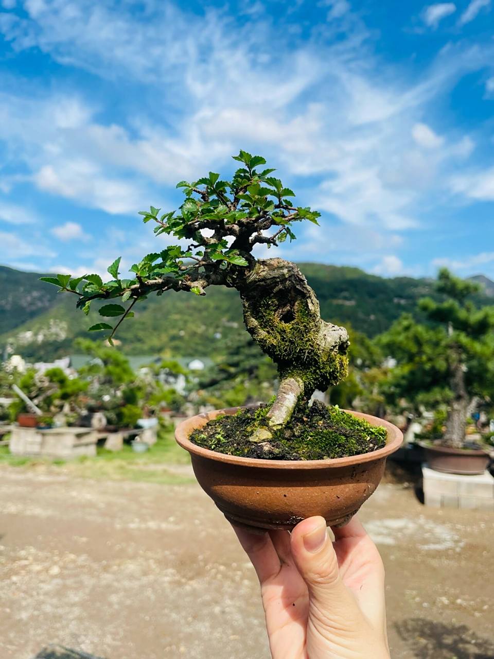 微精品榆树盆景 小叶榔榆树 ,室内可放向阳处