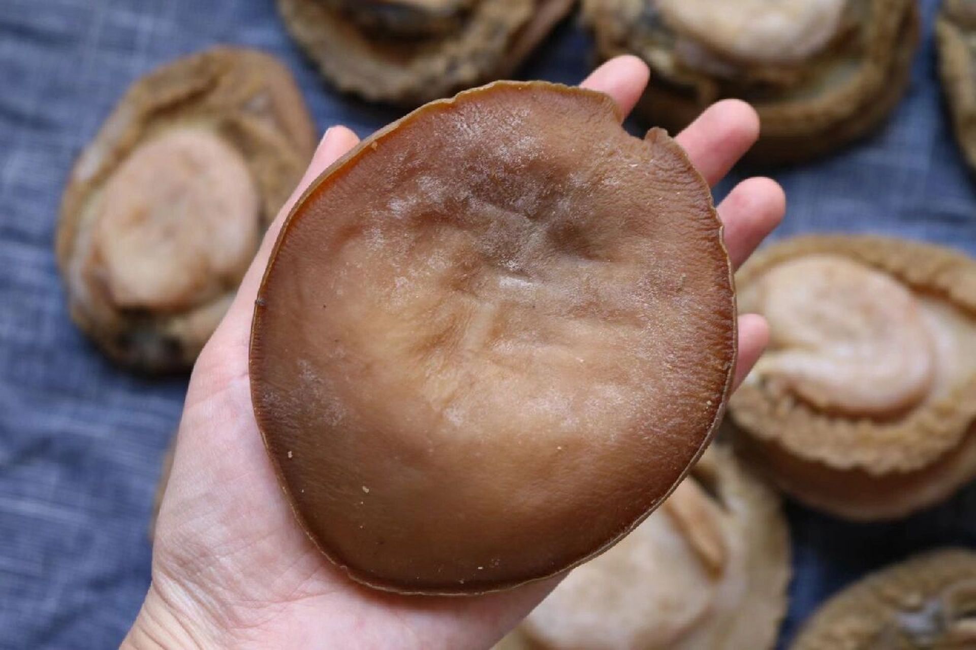 2头南非鲍鱼  所谓"千金难买双头鲍",一只双头鲍鱼价值极高.