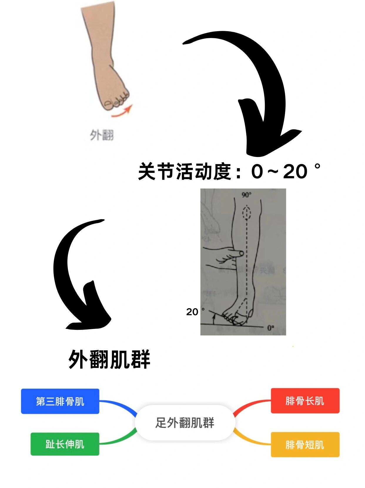 了解关节运动