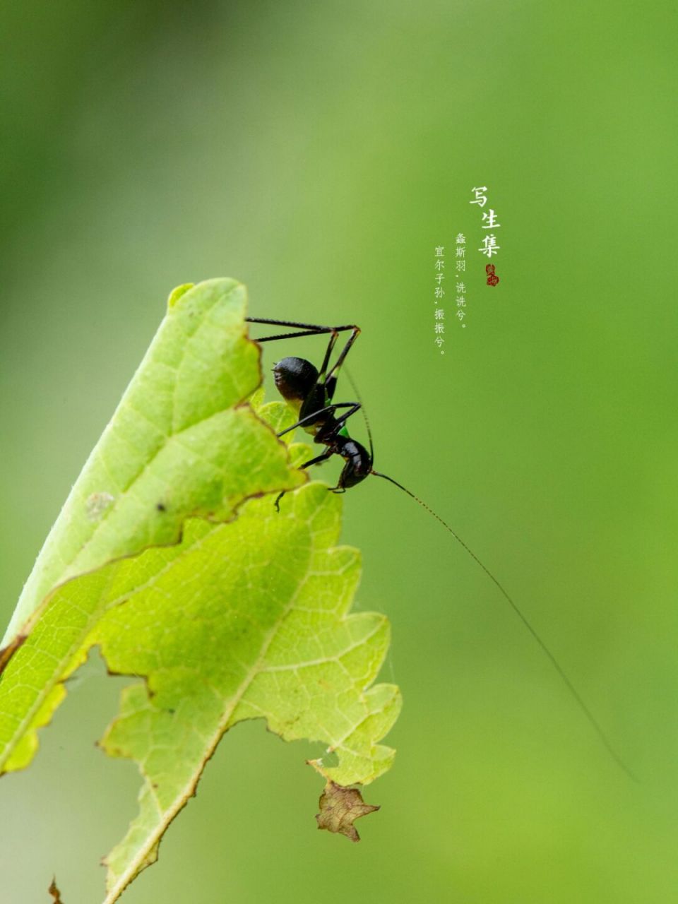 诗经螽斯图片