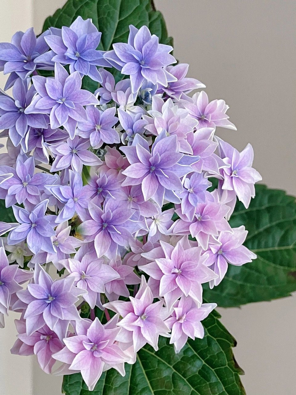 绣球 天书   又是盆栽嘎得球,这个颜色调的深入我心!