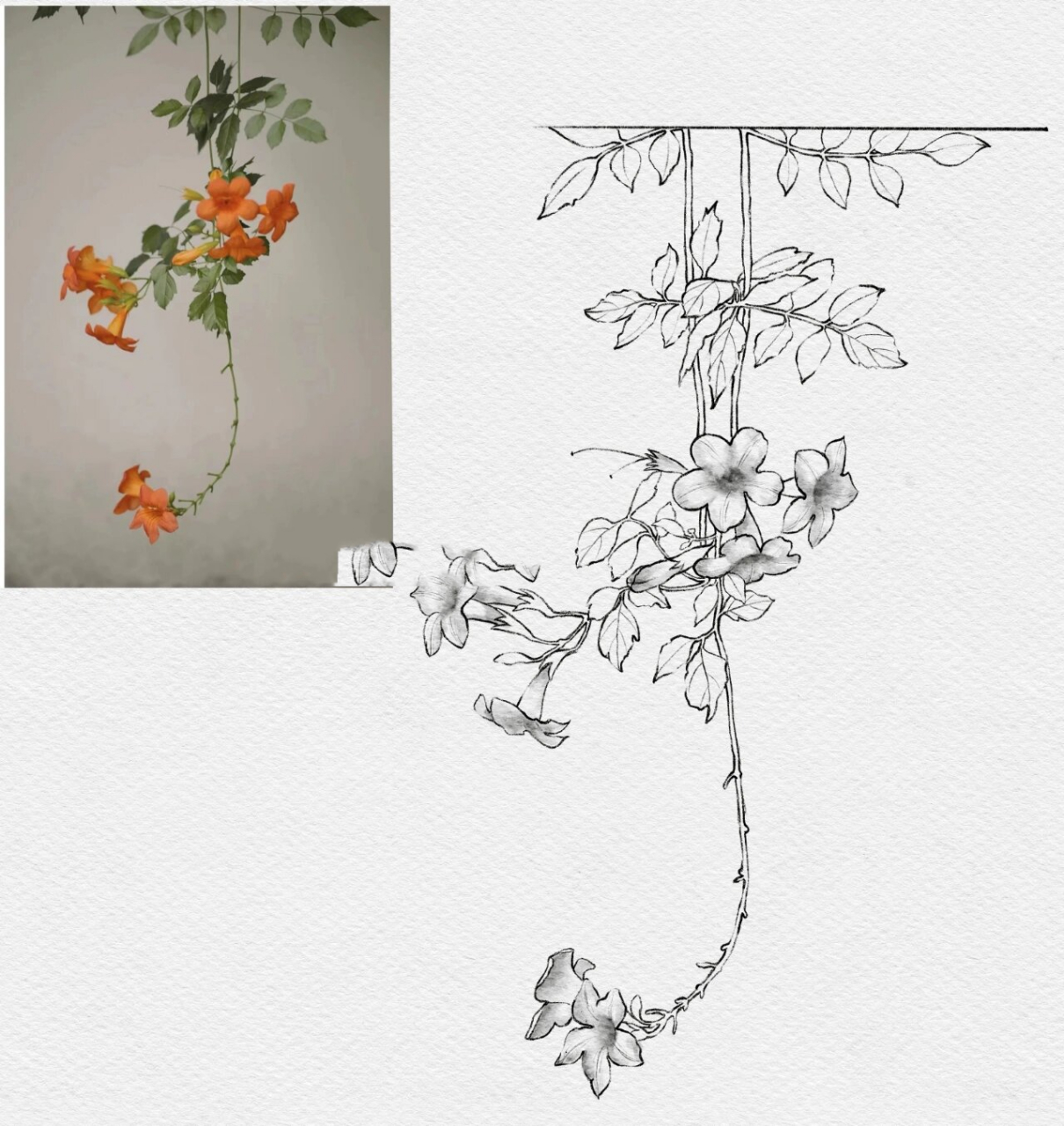 越是炎热的夏季,凌霄花越能够迎着太阳,不停地向上攀爬生长.