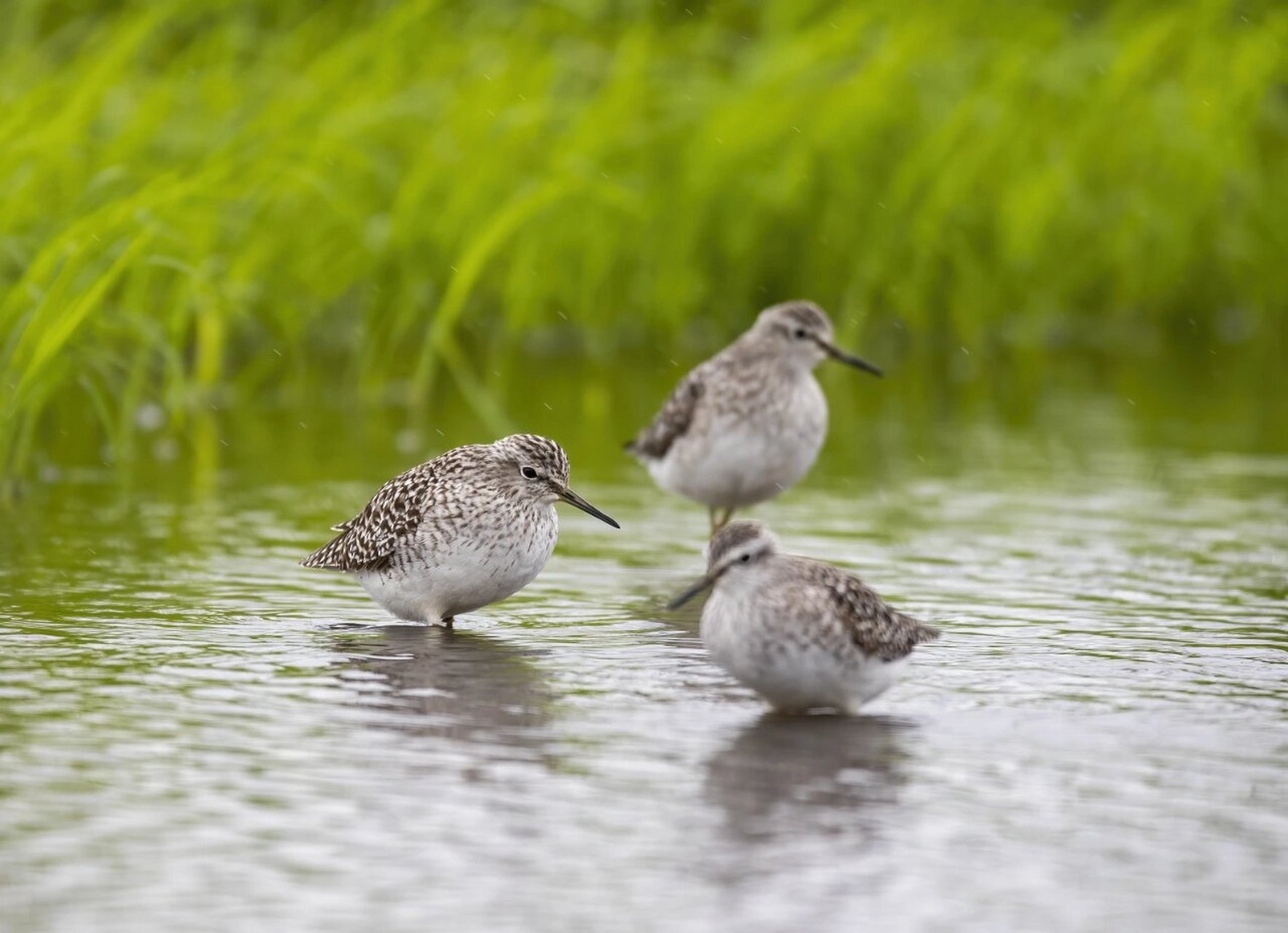 锥 扇尾沙锥(学名:gallinago gallinago)是鹬科沙锥 属鸟类,小型涉禽