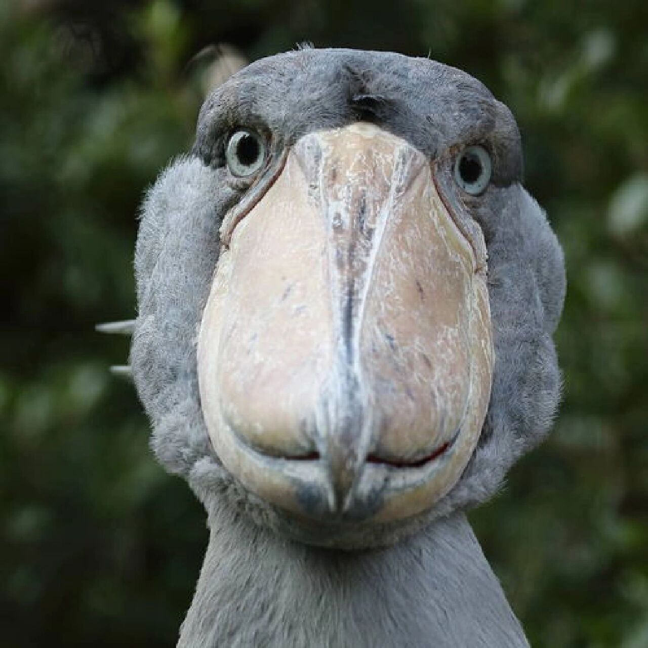 爱科普之神奇动物 鲸头鹳 界:动物界 门:脊索动物门 纲:鸟纲 目:鹳形