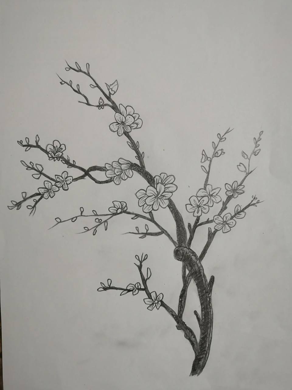 素描铅笔画～梅花 刷刷