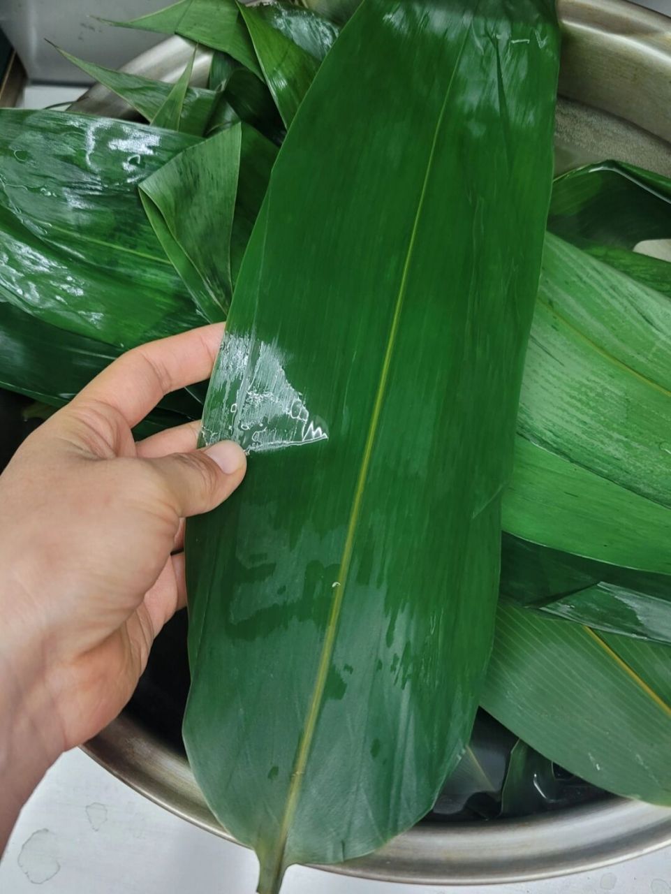 是不是返青粽叶呢?