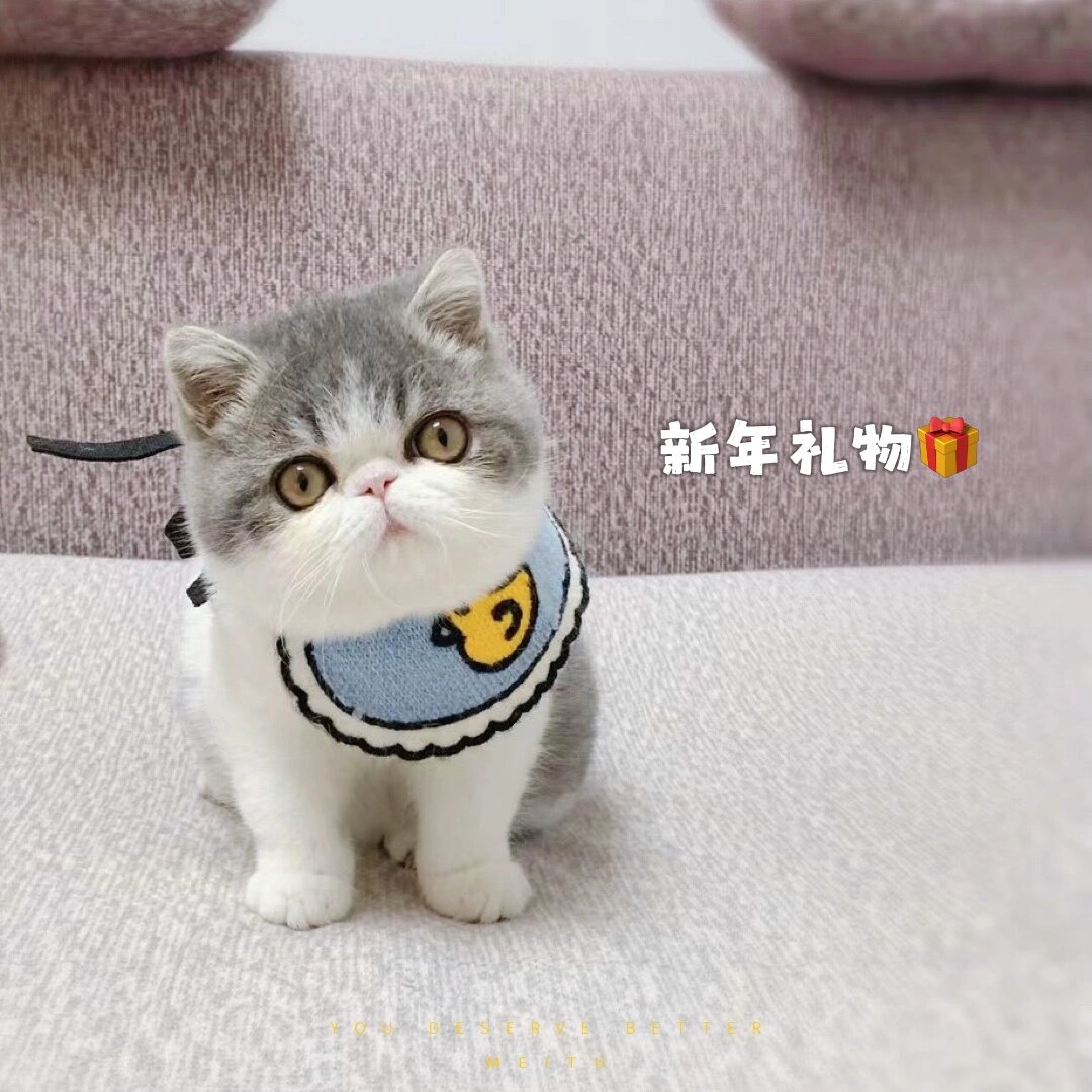 加菲猫品相评价标准图图片