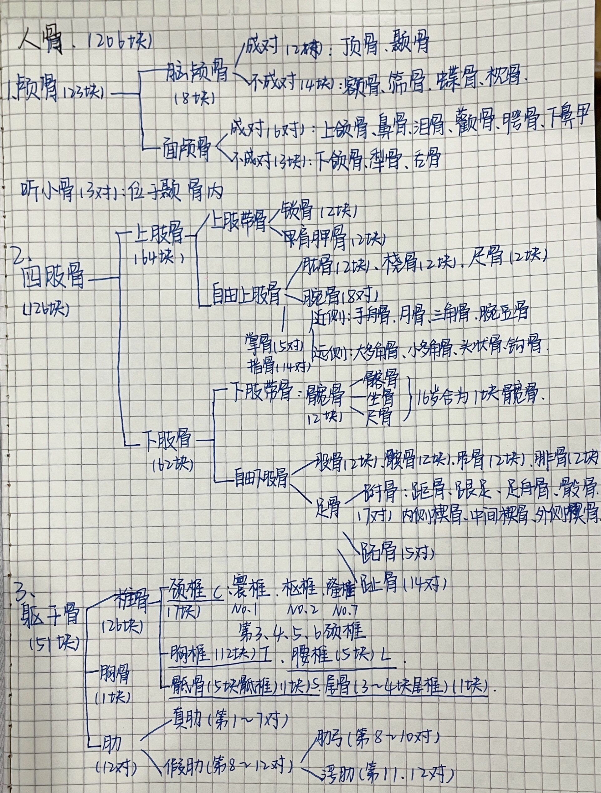 人骨分类 思维导图