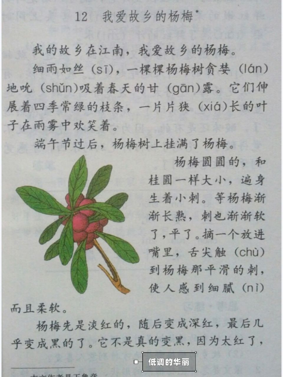 我爱故乡的杨梅 杨梅圆圆的 和桂圆一样大小 遍身