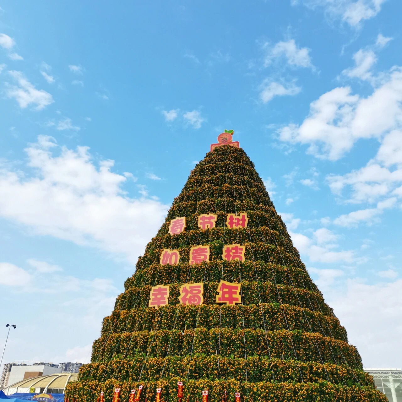 顺德市市花图片