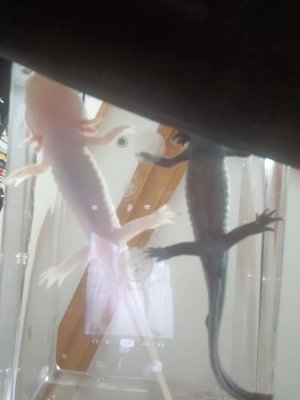 六六宝宝蝾螈区别性别公母 有没有哪位大神能帮我区分一下这两个六六