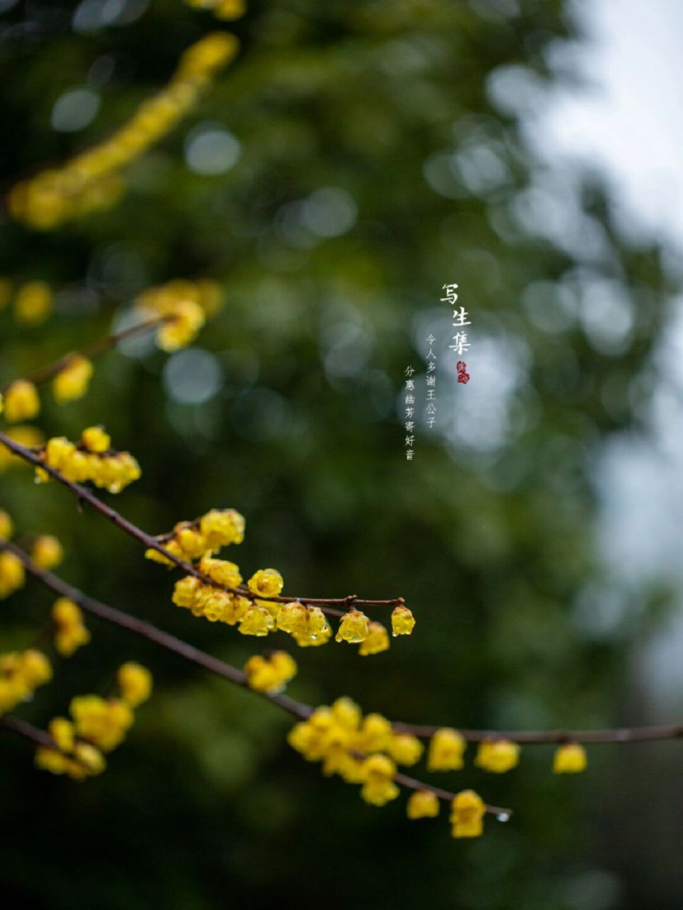 腊梅花百科图片