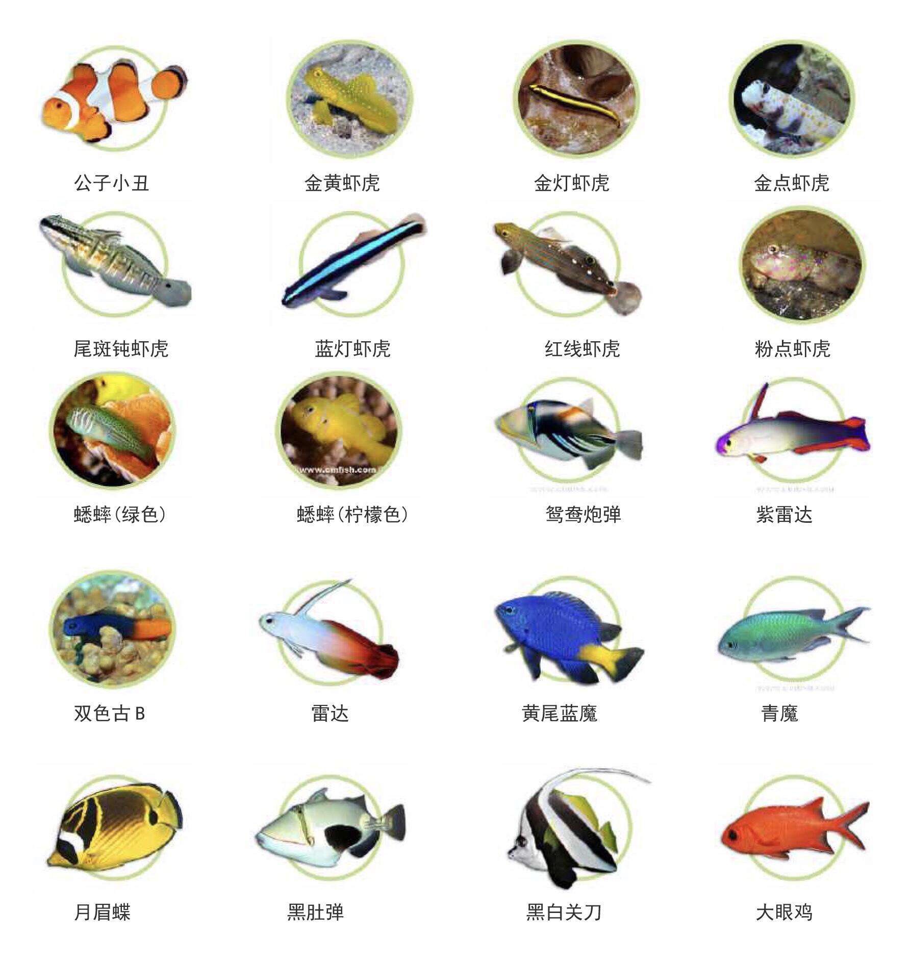 海水鱼 新手海水鱼入门