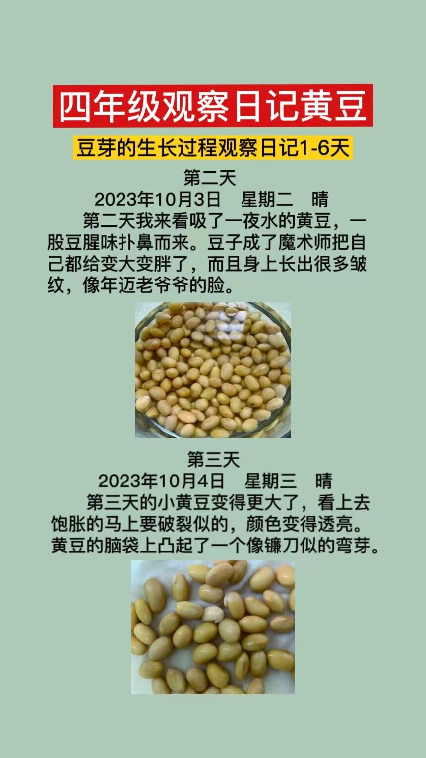 黄豆14天成长记录图片