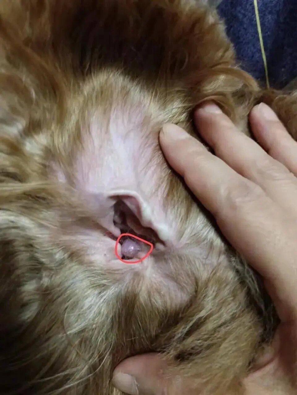 (图一猫咪,图二狗狗) 曾经遇到过两次猫咪耵聍腺肿瘤,切除后预后不良