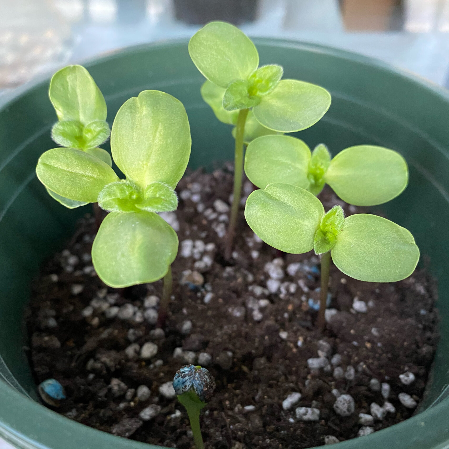 种94日记-向日葵(一) 小黑熊97种植日记 2021.4.16-2021.4.