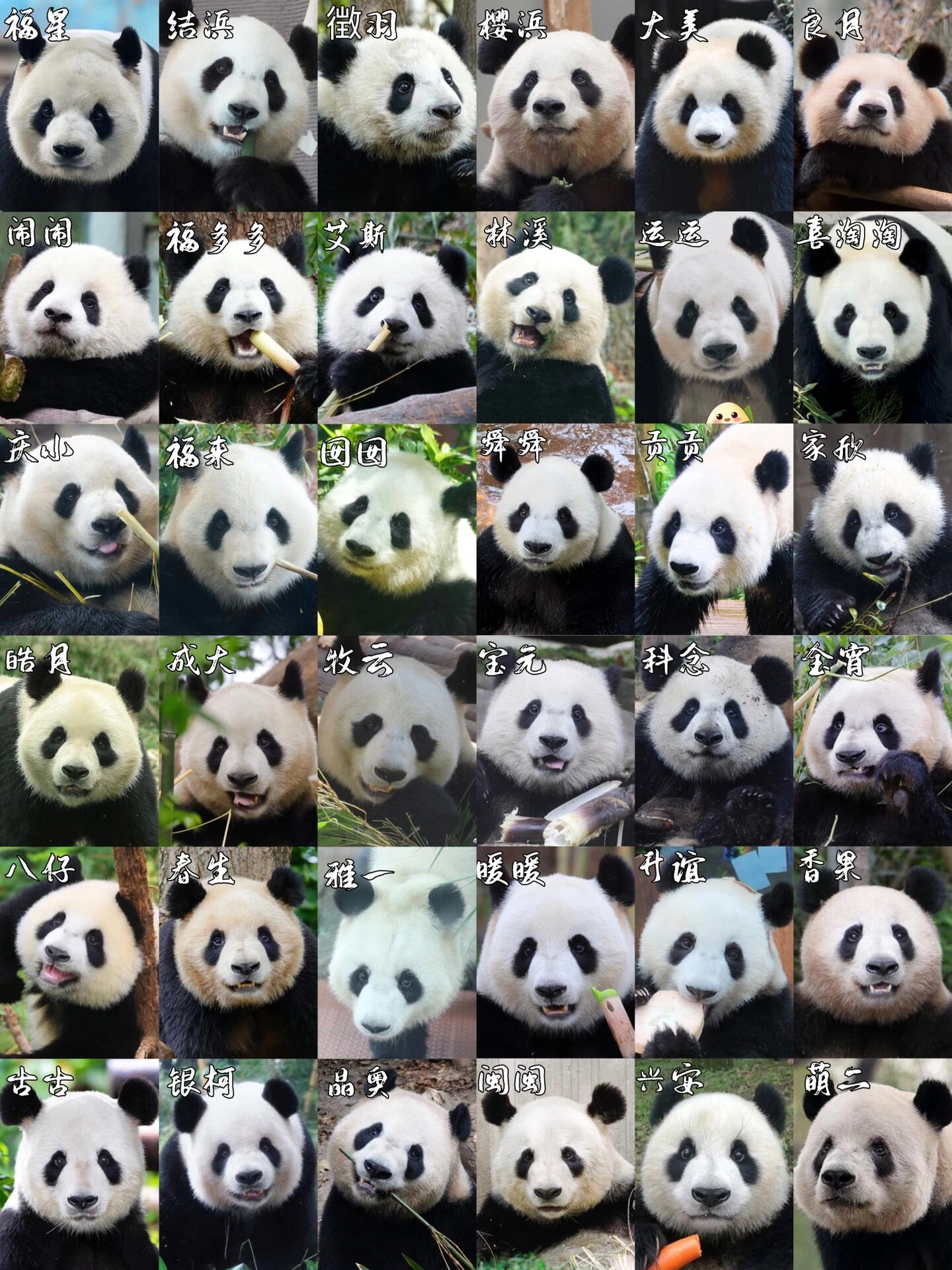 熊猫图片大全大图