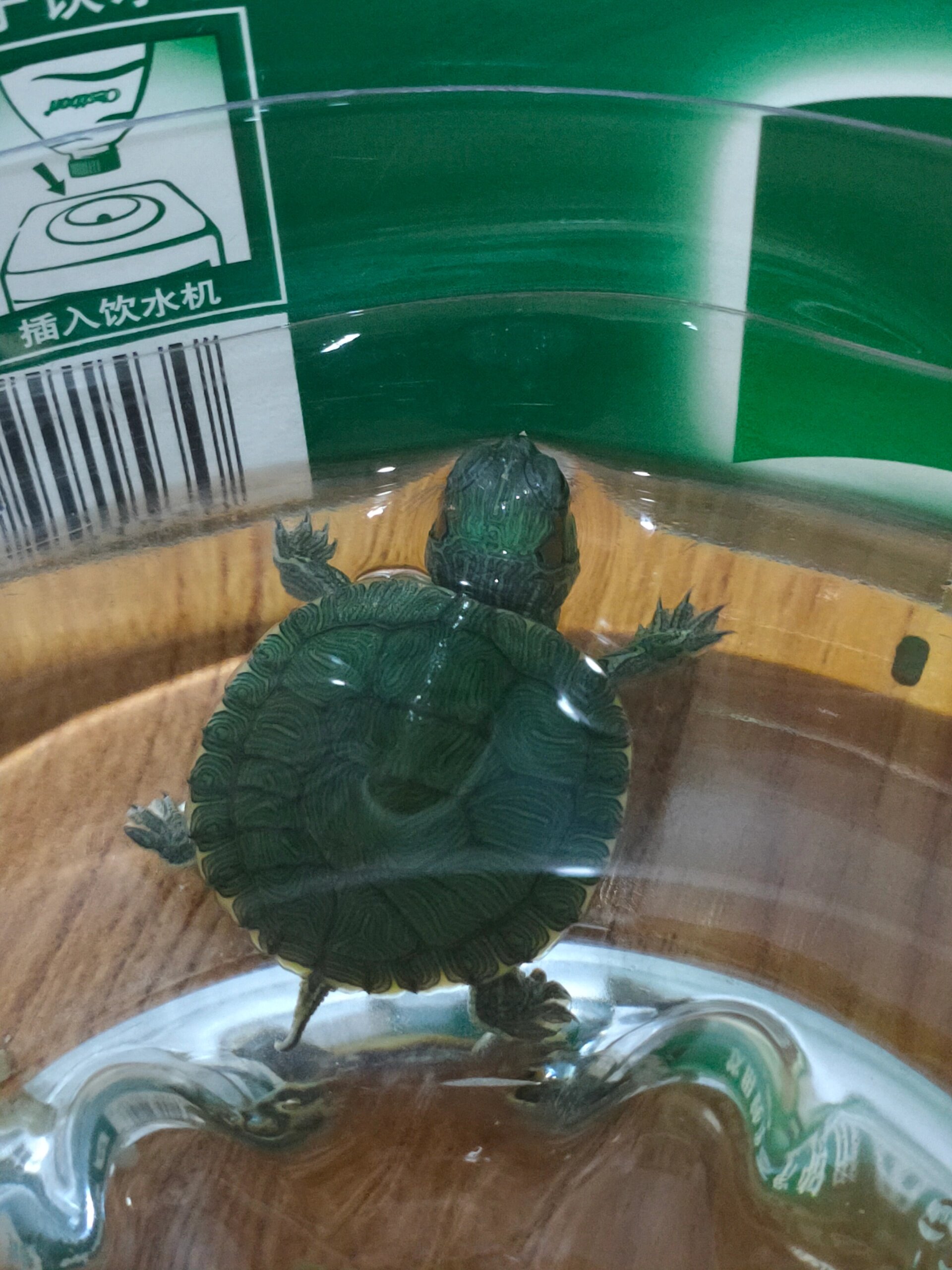 夜市5块钱一只的小乌龟应该怎么养 它一直爬爬爬 是不熟悉环境 还是