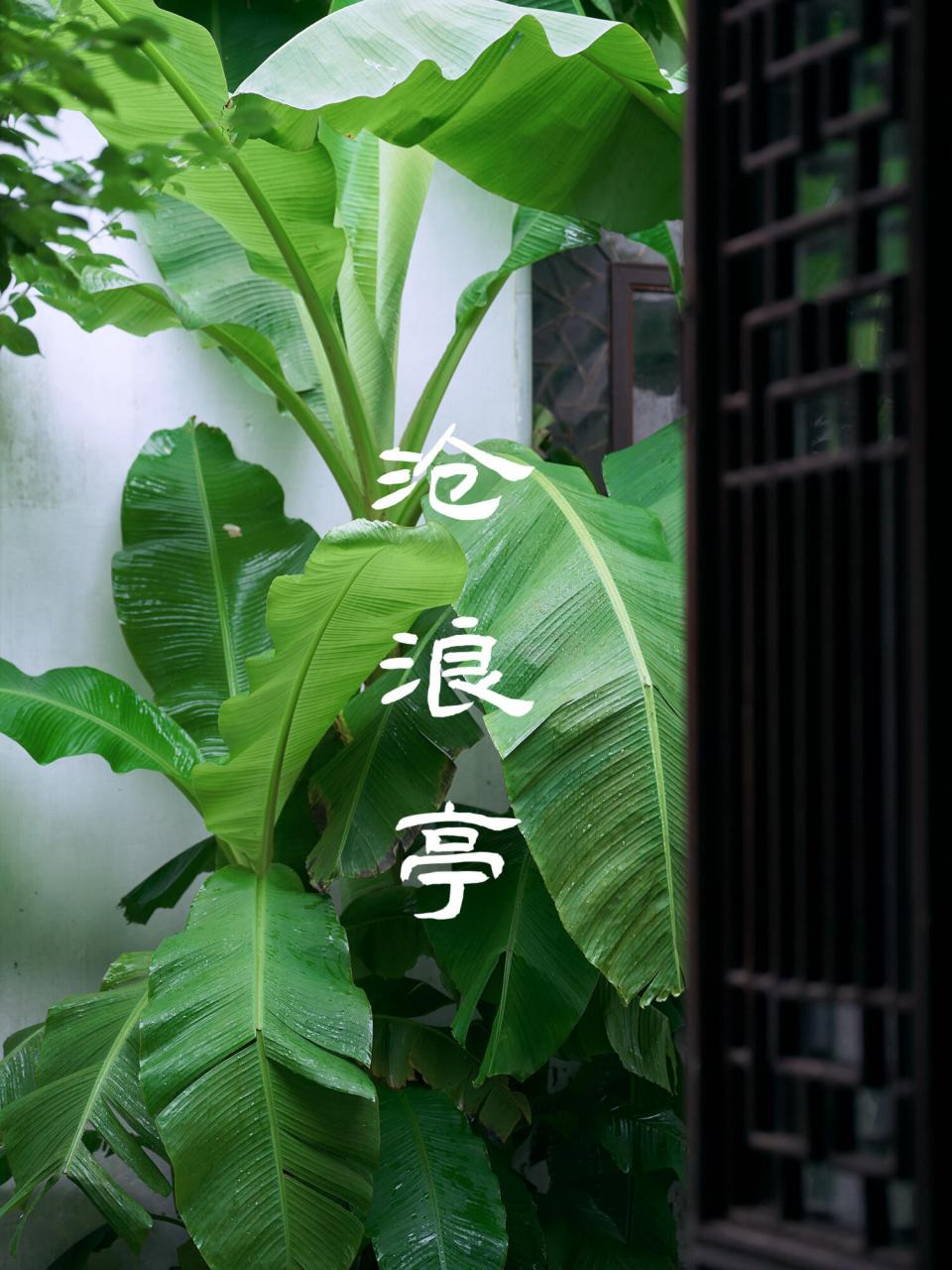 隔窗知夜雨,芭蕉先有声 	 苏州梅雨季,请来沧浪亭听雨打芭蕉,这或许是