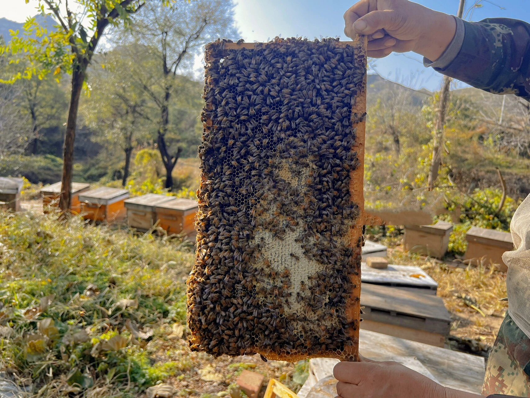 荆花蜜的作用与功效图片