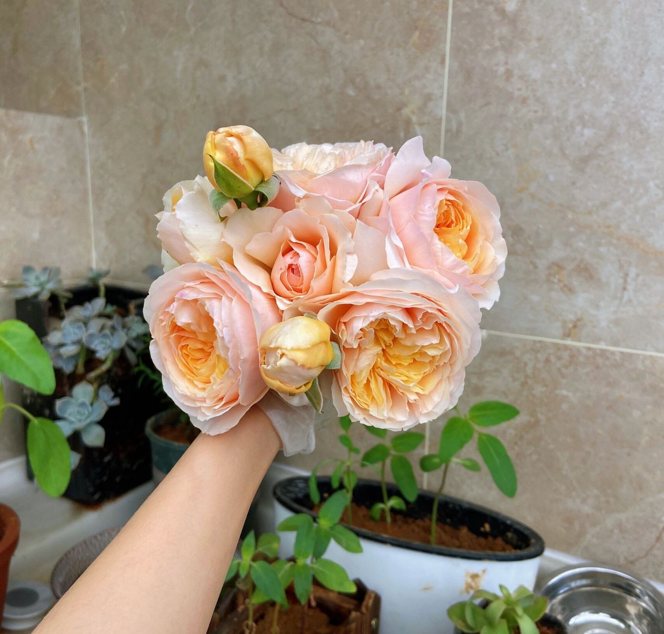 阳台月季 朱丽叶 亚伯 真宙大对比      阳台月季之朱丽叶,亚伯,真宙