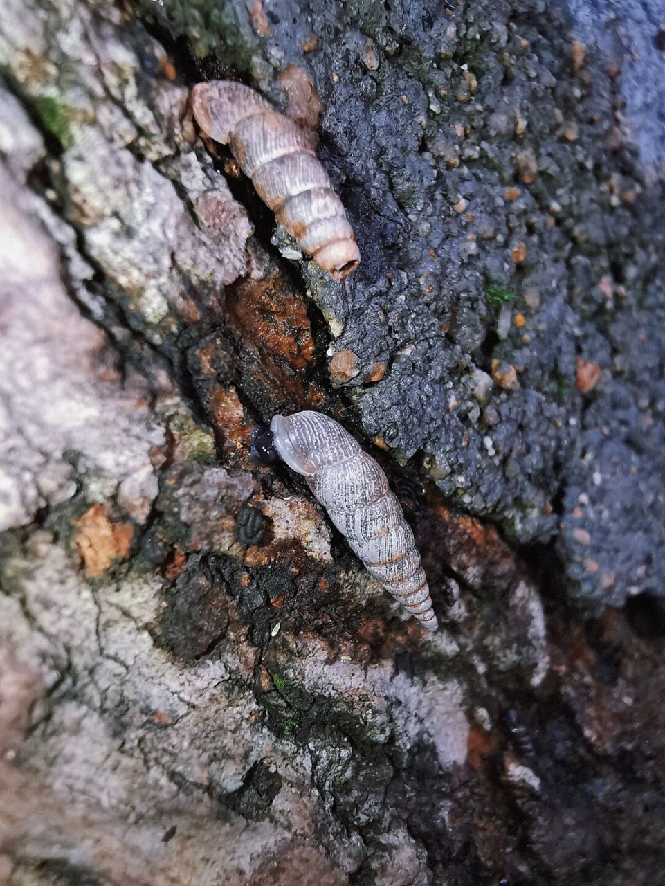 在树上看到的不是钉螺而是烟管螺 #我在小红书做科研 #城市生物图鉴