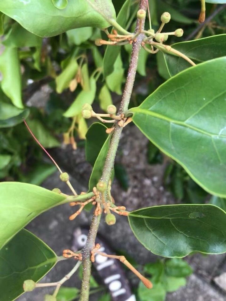 求助|在黄皮树上有一棵寄生的植物 是什么植物呢? 求科普!