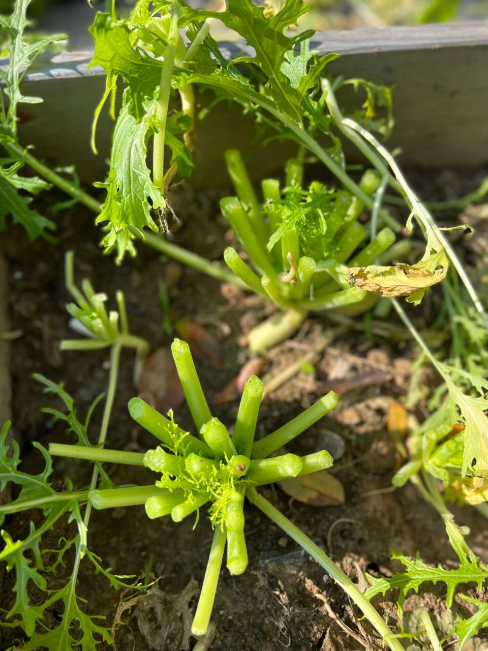 雪里蕻真的是超级适合新手种植的蔬菜,至于吃法,我只知道腌制咸菜!