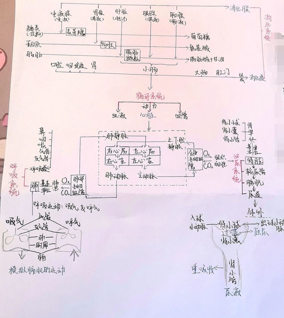 七下生物思维导图(四大系统整合 七下人教版生物学:消化,呼吸,循环