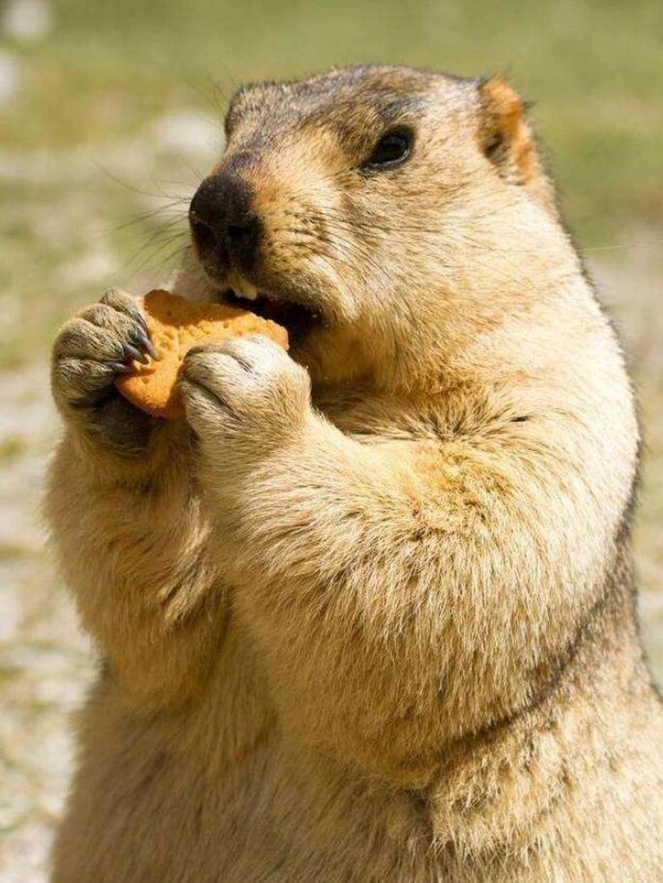 草原上的小肥肥——土拨鼠  又名旱獭,是大型啮齿动物,重量最大可达20