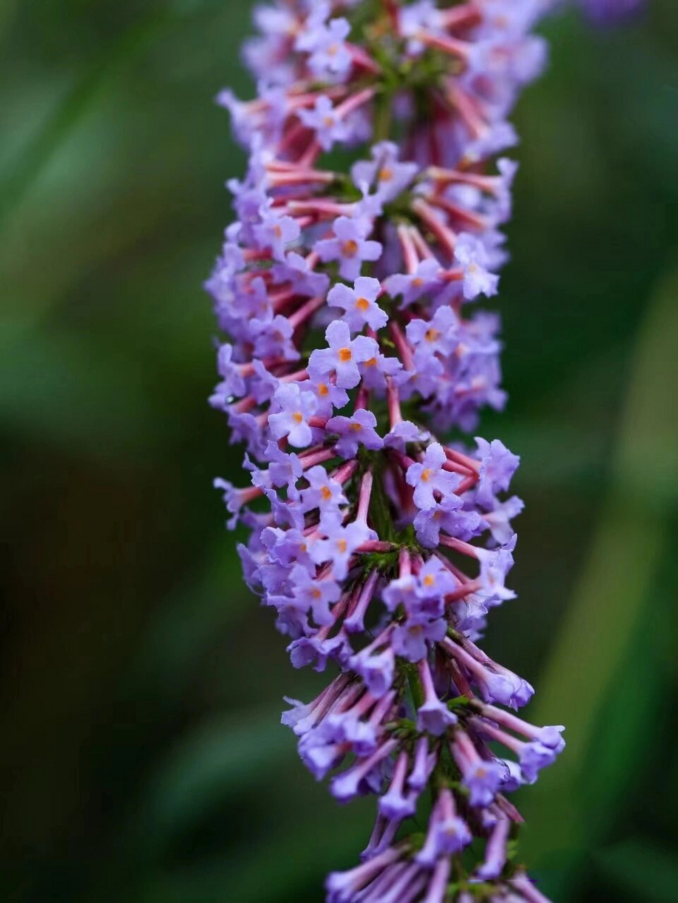 植物学|醉鱼草 拉丁学名buddleja lindleyana fortune 别名:闭鱼花