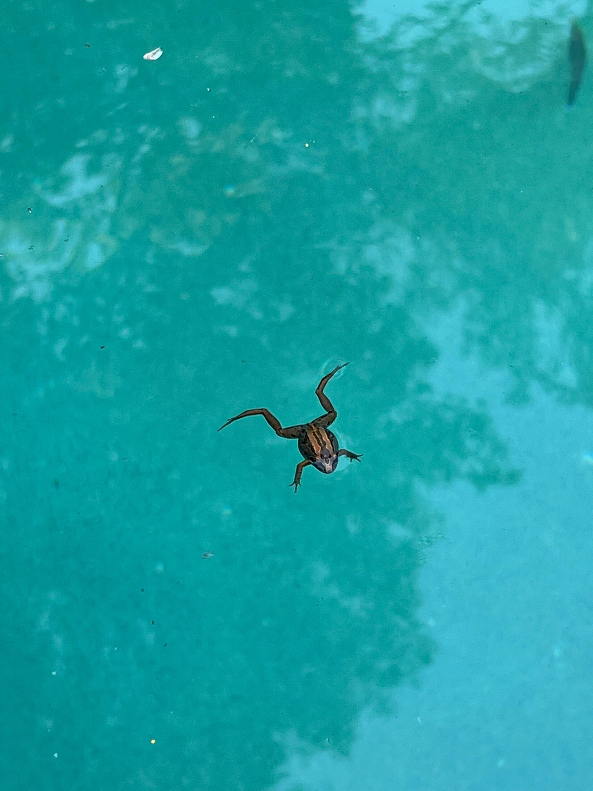 青蛙游泳会淹死吗?